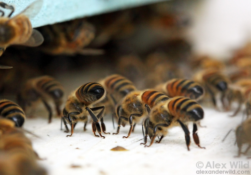 Illustration for article titled Honeybees reveal that evolution is stranger than you ever realized